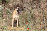 MALINOIS 228